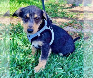 Mutt Dogs for adoption in San Diego, CA, USA