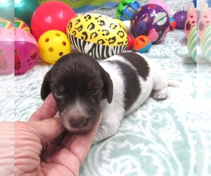 Dachshund Puppy for sale in RATTAN, OK, USA