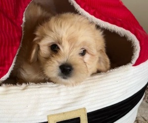 Maltipoo Puppy for sale in WEBSTER, FL, USA