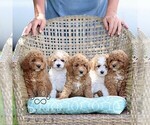 Small #1 Poodle (Miniature)
