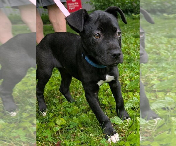 Medium Photo #9 American Pit Bull Terrier-Labrador Retriever Mix Puppy For Sale in Germantown, OH, USA