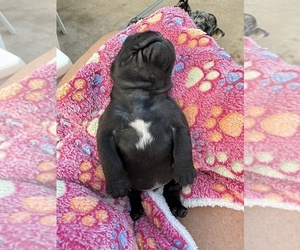 French Bulldog Puppy for Sale in OPP, Alabama USA
