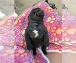 Small French Bulldog