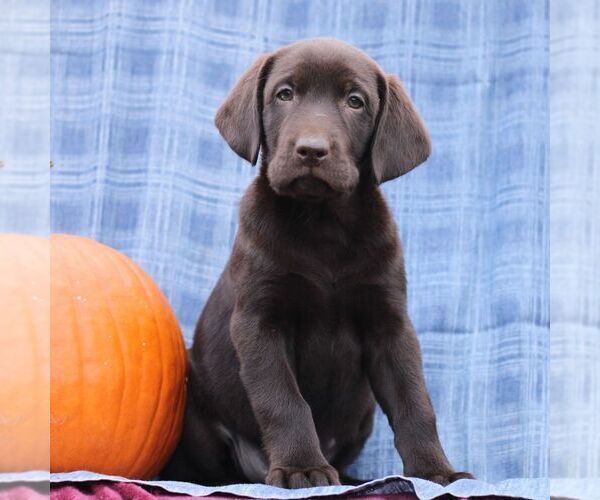 Medium Photo #4 Labrador Retriever Puppy For Sale in ELLIOTTSBURG, PA, USA