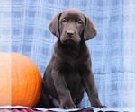 Small #3 Labrador Retriever