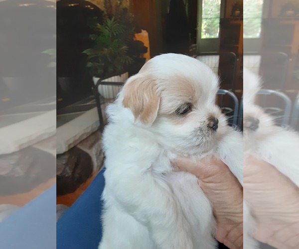 Medium Photo #2 Mal-Shi Puppy For Sale in NEWAYGO, MI, USA
