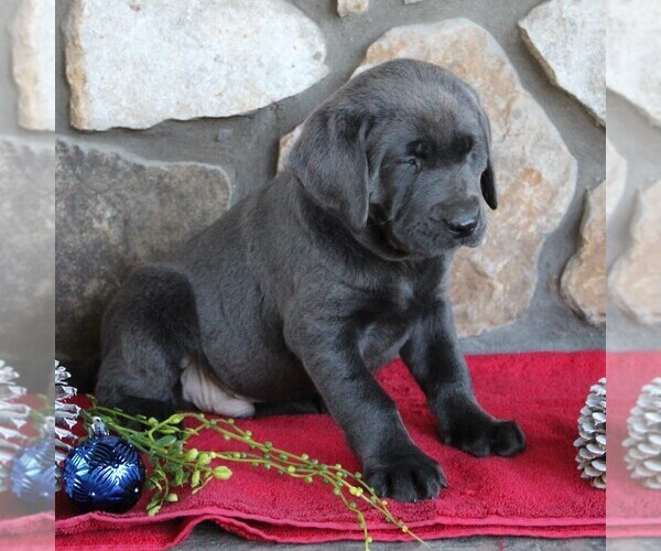 Medium Photo #3 Labrador Retriever Puppy For Sale in KINZERS, PA, USA