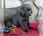 Small Photo #3 Labrador Retriever Puppy For Sale in KINZERS, PA, USA