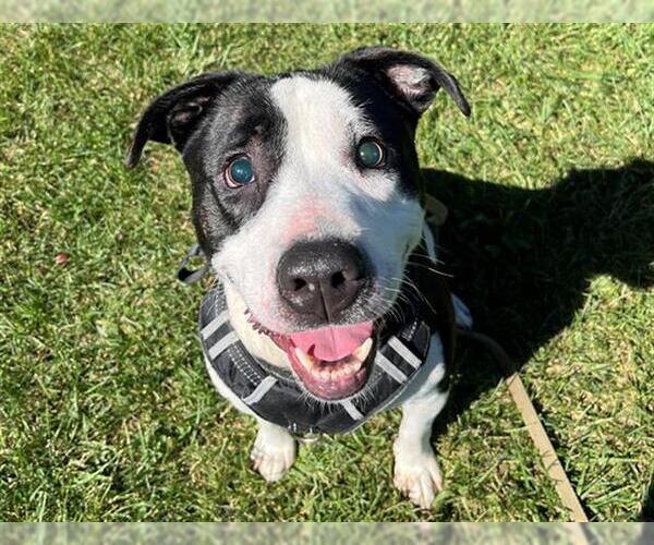 Medium Photo #2 American Pit Bull Terrier Puppy For Sale in Santa Rosa, CA, USA