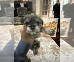 Puppy 4 Schnoodle (Miniature)