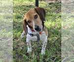 Small #2 Beagle