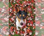 Small Photo #1 Basenji Puppy For Sale in EUGENE, OR, USA