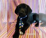 Puppy 1 German Shorthaired Lab