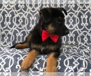German Shepherd Dog Puppy for sale in LAKELAND, FL, USA