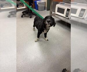 Cockapoo (Miniature) Dogs for adoption in Rancho Cucamonga, CA, USA