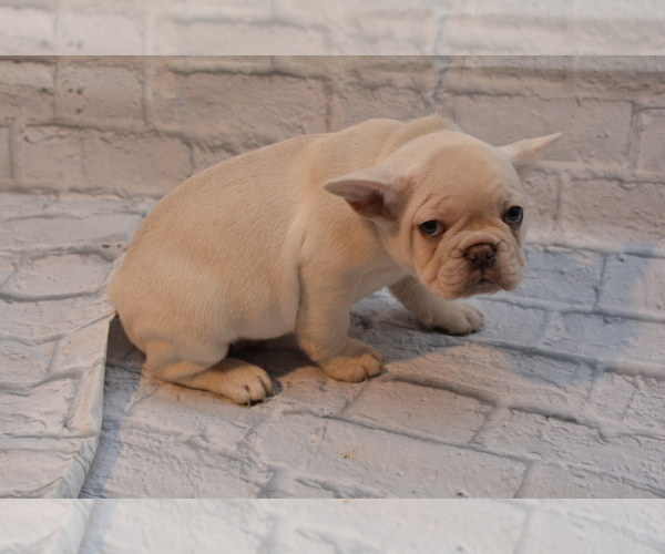 Medium Photo #10 French Bulldog Puppy For Sale in TALLAHASSEE, FL, USA