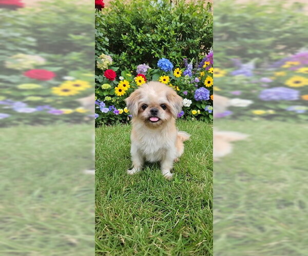 Medium Photo #2 Shih Tzu Puppy For Sale in Weston, FL, USA