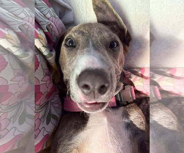 Medium Photo #2 Great Dane-Labrador Retriever Mix Puppy For Sale in MIDWAY, UT, USA