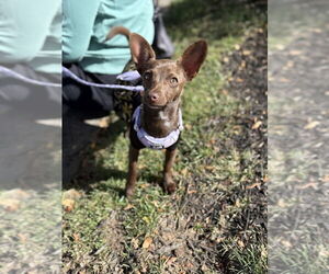 Medium Chihuahua Mix