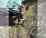 Small Chihuahua Mix