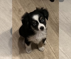 Miniature Australian Shepherd Puppy for sale in FORT MORGAN, CO, USA