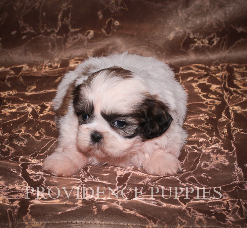 Medium Photo #1 Shih Tzu Puppy For Sale in WAYLAND, IA, USA