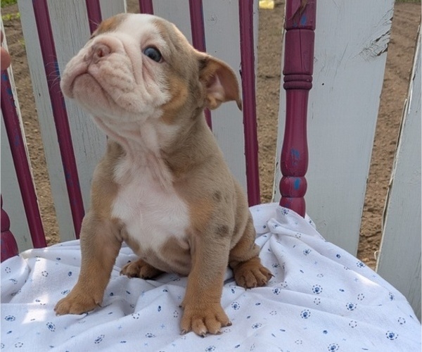Medium Photo #2 English Bulldog Puppy For Sale in GOSHEN, IN, USA