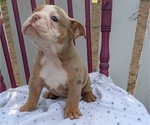 Puppy Hunter English Bulldog