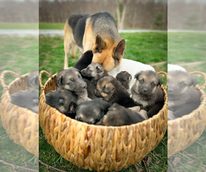 German Shepherd Dog Puppy for sale in WINCHESTER, KY, USA