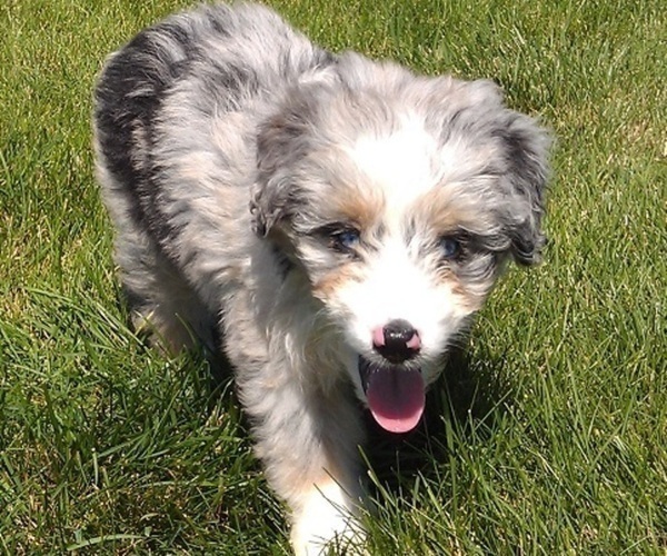 Medium Photo #4 Aussiedoodle Miniature  Puppy For Sale in ROSCOMMON, MI, USA