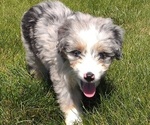 Small Photo #4 Aussiedoodle Miniature  Puppy For Sale in ROSCOMMON, MI, USA