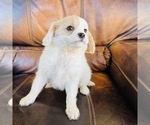 Small Photo #1 Cavapoo Puppy For Sale in FRESNO, OH, USA