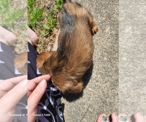Dachshund Puppy for sale in NORFOLK, VA, USA