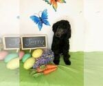 Puppy 8 Poodle (Standard)