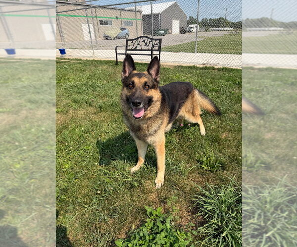 Medium Photo #3 German Shepherd Dog Puppy For Sale in Pierceton , IN, USA