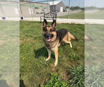 Small #2 German Shepherd Dog