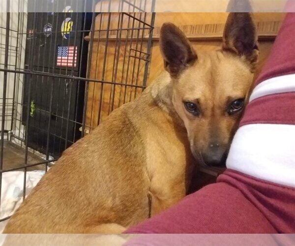 Medium Photo #16 Chow Chow-Unknown Mix Puppy For Sale in McDonough, GA, USA