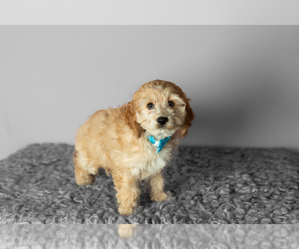 Medium Photo #3 Cock-A-Poo-Poodle (Miniature) Mix Puppy For Sale in SHIPSHEWANA, IN, USA