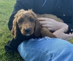 Small Photo #2 Irish Doodle Puppy For Sale in WHITNEY POINT, NY, USA