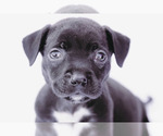 Small #4 American Staffordshire Terrier-Labrador Retriever Mix