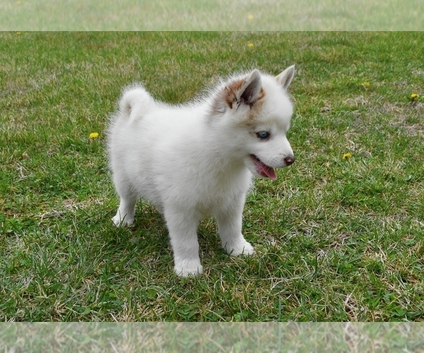 Medium Photo #5 Pomsky Puppy For Sale in KANSAS CITY, MO, USA
