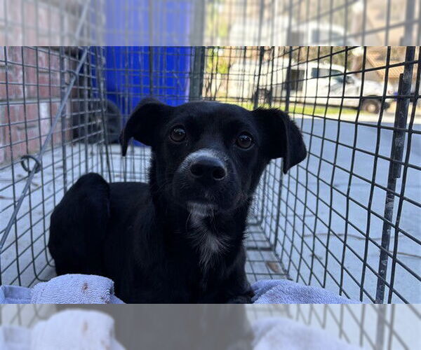 Medium Photo #1 Chihuahua-Unknown Mix Puppy For Sale in Rancho Cucamonga, CA, USA