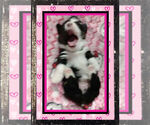 Small Photo #15 Pembroke Welsh Corgi Puppy For Sale in LOGAN, NM, USA