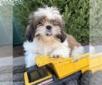 Small #4 Shih Tzu
