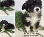 Small Australian Shepherd