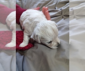 Maltipoo Puppy for sale in SEVEN SPRINGS, NC, USA