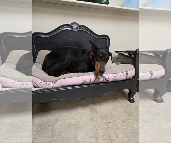 Medium Photo #2 Doberman Pinscher Puppy For Sale in Buffalo, MN, USA