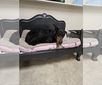 Small #1 Doberman Pinscher