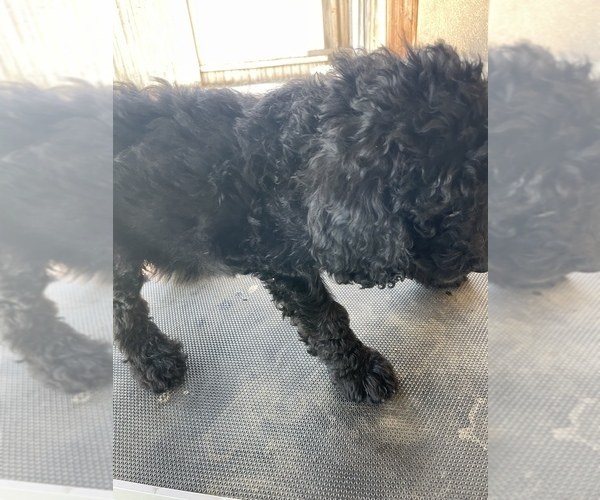 Medium Photo #6 Poodle (Standard) Puppy For Sale in BAKERSFIELD, CA, USA