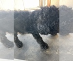Small Photo #6 Poodle (Standard) Puppy For Sale in BAKERSFIELD, CA, USA